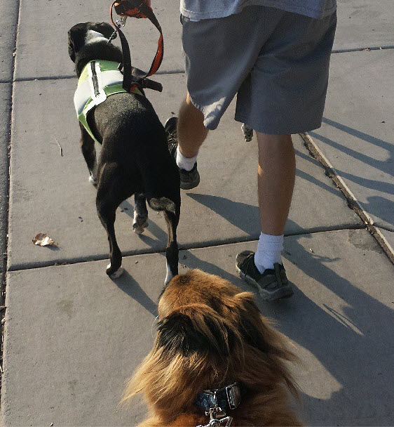 Dog Walk Etiquette: Leashes