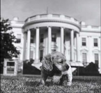 Franklin D Roosevelt's Fala - pets in the white house