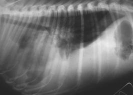 Valley Fever Valley Fever in Dog Xray